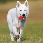 Natural Rubber Rope Hoist Dog Toy – Durable Interactive Chew Toy for Small & Large Dogs, Teeth Cleaning Tug Toy for Aggressive Chewers